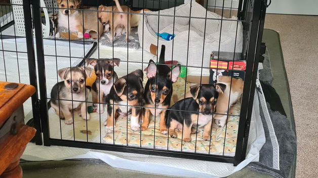 Chihuahua x boys ready to go today (ONLY 3 LEFT)