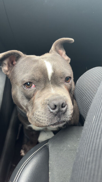 10 months old blue male staffy
