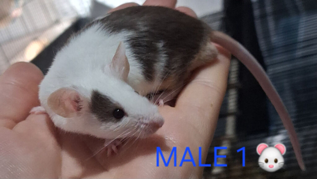 MALE & FEMALE FANCY MICE