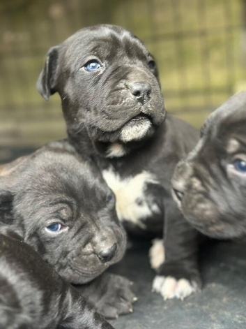 Cane Corso Guardian angels