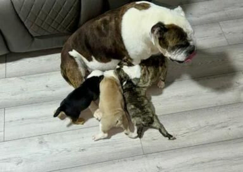 English Bulldogs ready to be reserved