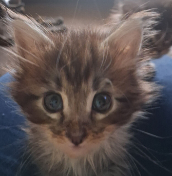 Maine Coon  kittens for sale