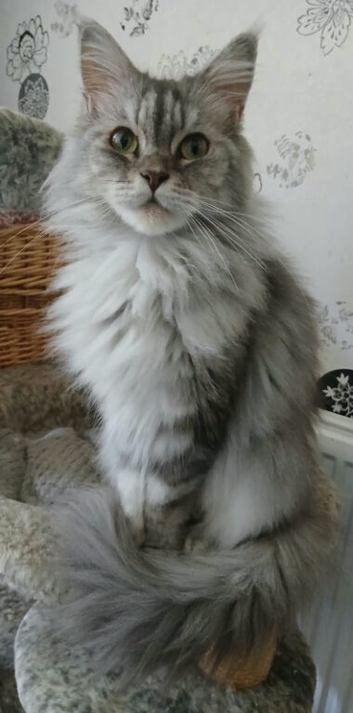 Beautiful Loving Maine Coon