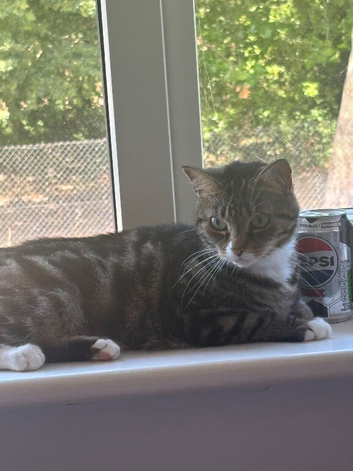 Connie - 4 and a half years old