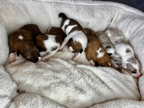 Stunning Merle Border Collie puppies for sale