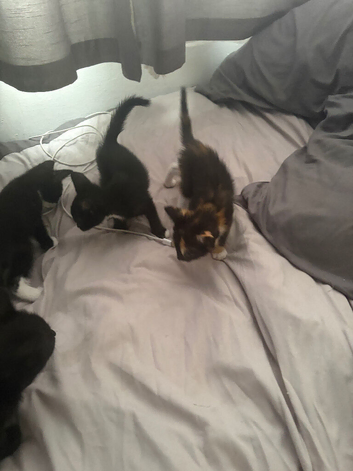 Kittens
