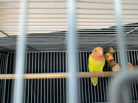 PRICE REDuCED BABY LOVEBIRD.