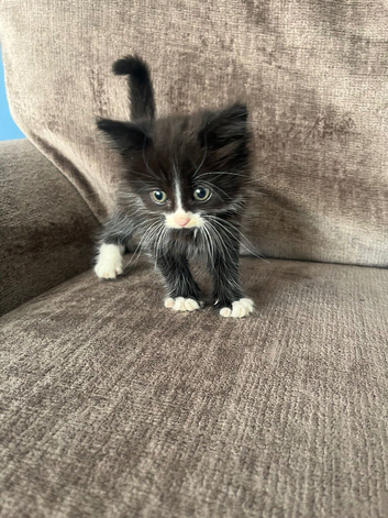 Kittens for sale