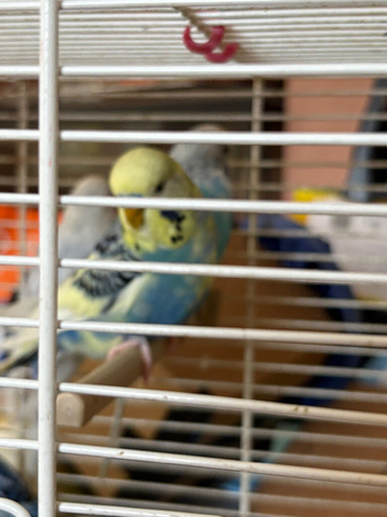 Beautiful Budgies