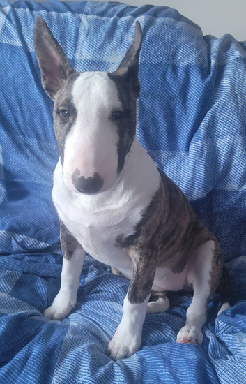 English bull terrier bitch 5 months old