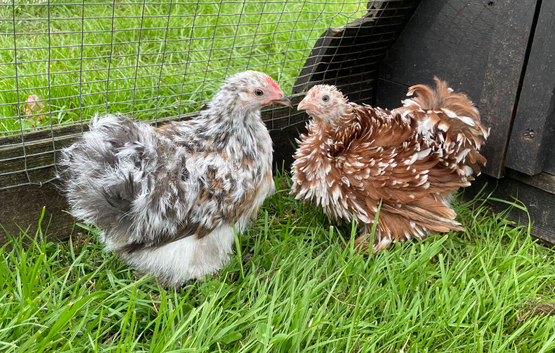 Pekin girls