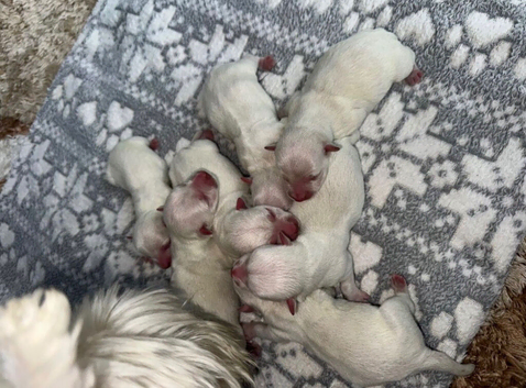 West highland terrier puppies for sale
