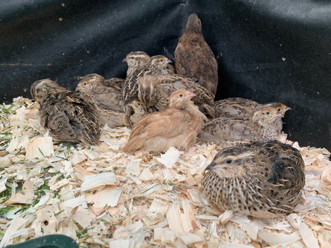 12 Quail Hens Japanese coturnix Quail