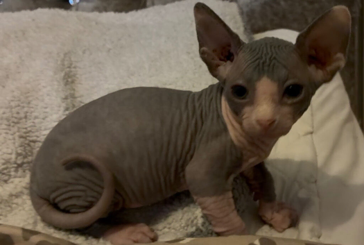 Blue and cream Canadian sphynx
