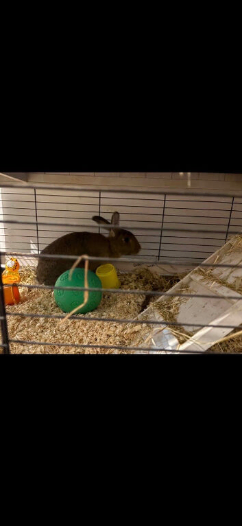 2 females