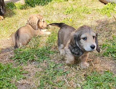 Beautiful Long-Haired Dachshund Puppies