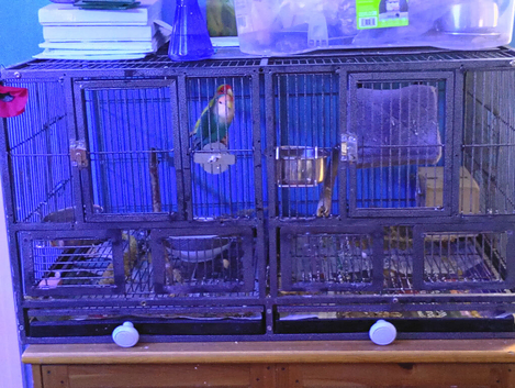 For sale 1 pair of love birds and cage. (Can deliver)