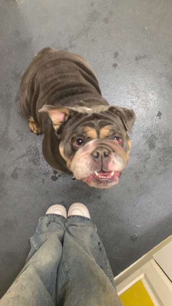 Female British Bulldog needs new home