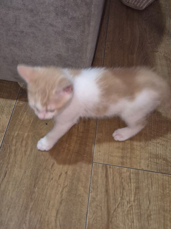 Ginger and white male kitten