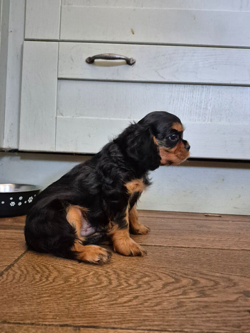 *READY* LAST BOY* Cavalier King Charles Male Puppies