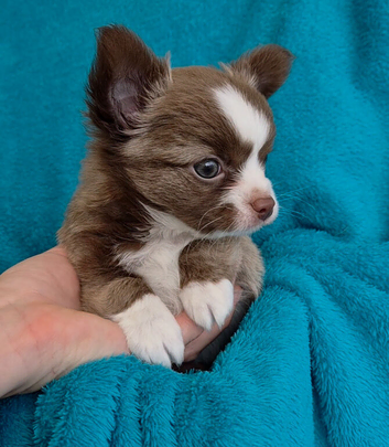 Meet "Sweet William" 7 week old male long coat chihuahua