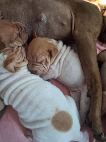 Beautiful puppies ( shar pei)