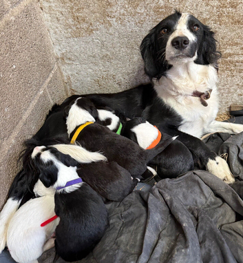 READY NOW sprollie pups