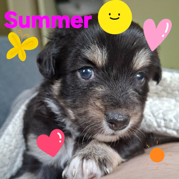 Chihuahua X Boarder Collie