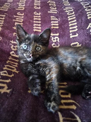 Kittens need forever home