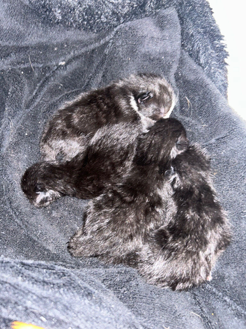 Baby kittens