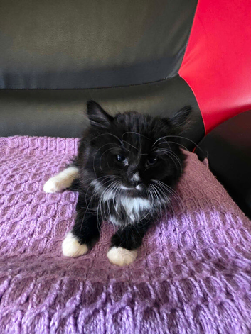 4 kittens