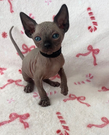 (LAST 1) Sphynx kittens