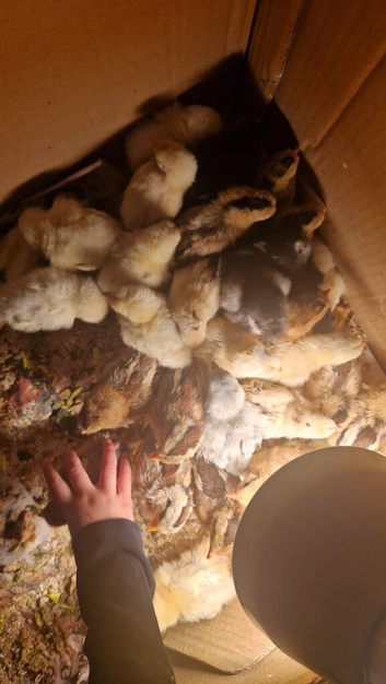 4 week old cream legbars