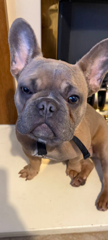French bull dog