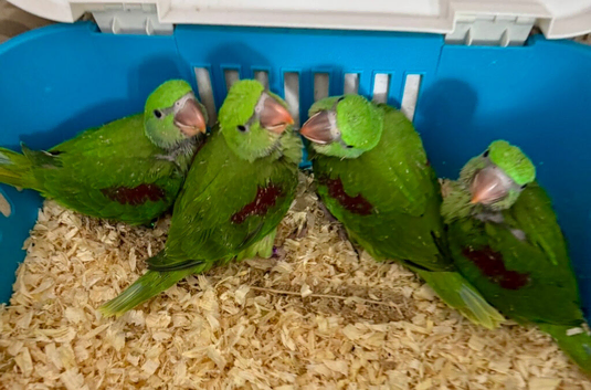 Hand Reared Tame Talking. Baby Alexandrian Parrots