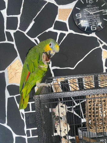 Orange winged Amazon