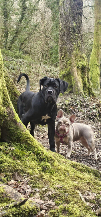 Zeus needs a home forever