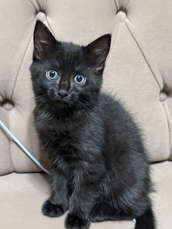Kitten for sale