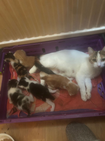 5 beautiful kittens