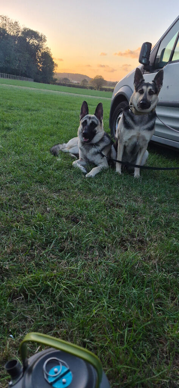 East european shepherd puppies due