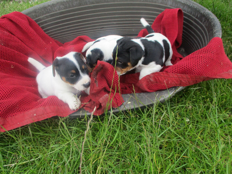 jack russell pups