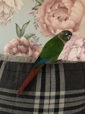 Conure