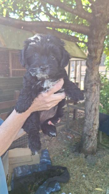 Yorkiepoo pups