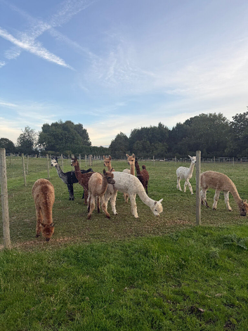 4x Breeding Females