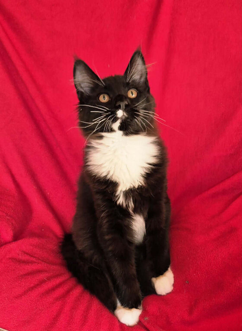 Ready Now, Big Mainecoon Boys