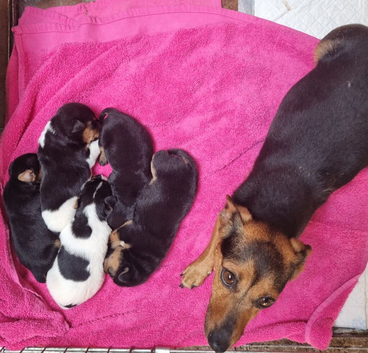 Jack Russell Pups