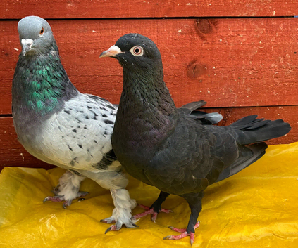 Turkish pair for sale