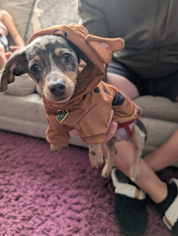 a double chiweenie
