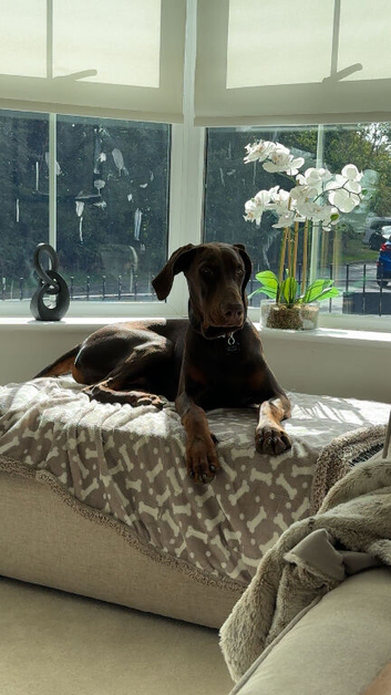 8 month dobermann