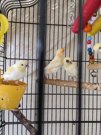 Colour canaries